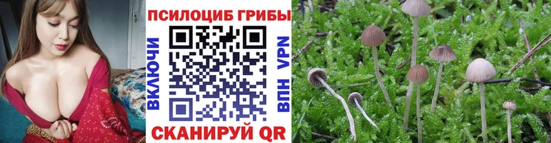 Купить закладки  Унеча  Галлюциногенные грибы Psilocybine cubensis 